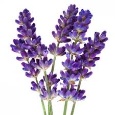 หัวน้ำหอม Lavender T 000113