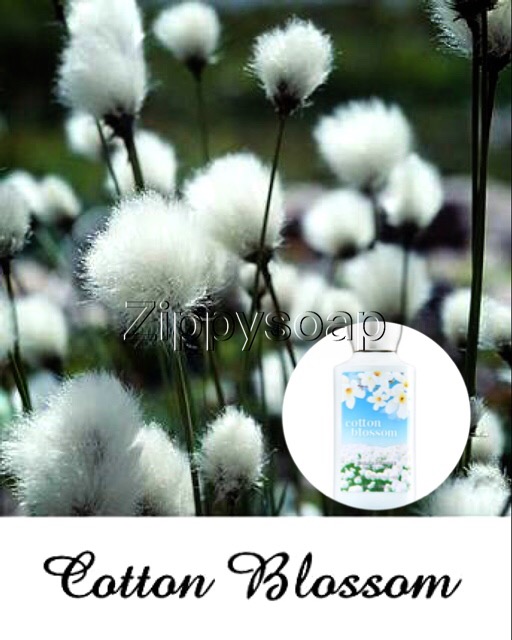 หัวน้ำหอม Cotton Blossom (Bath & Body) 003726