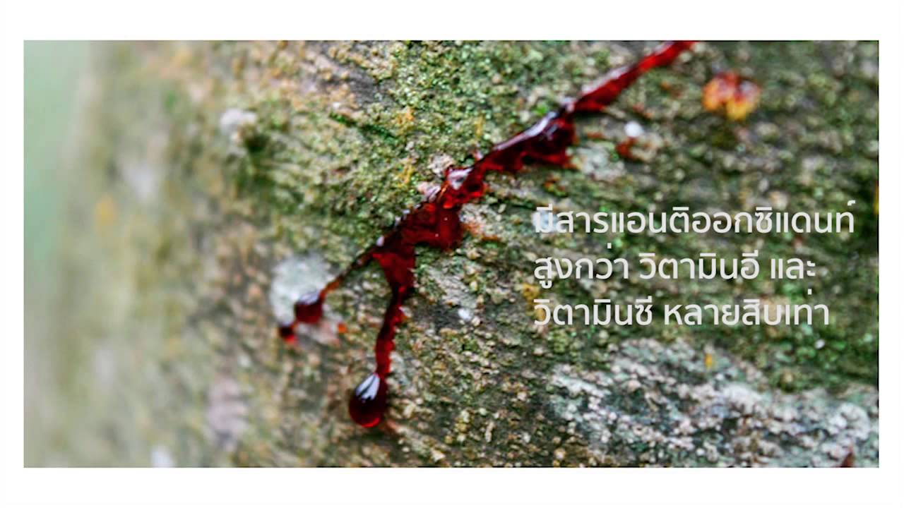 สารสกัดเลือดมังกร Magic Red 005630