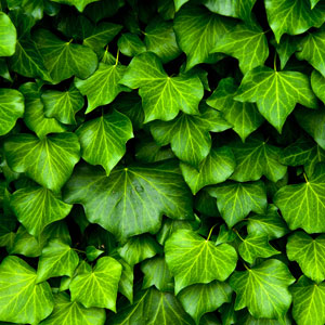 NG หัวน้ำหอม English Ivy 003157