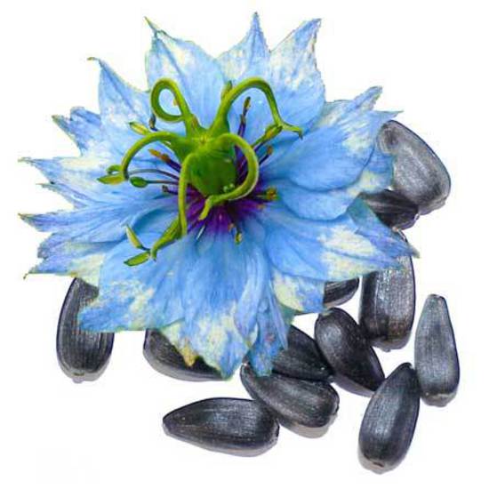 Borage Seed Oil 50ml 000669