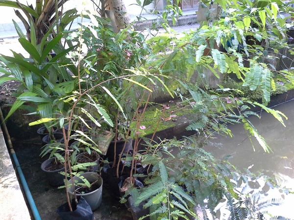 ต้น "มะขามป้อม"