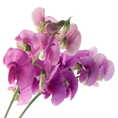 หัวน้ำหอม sweet pea 000869