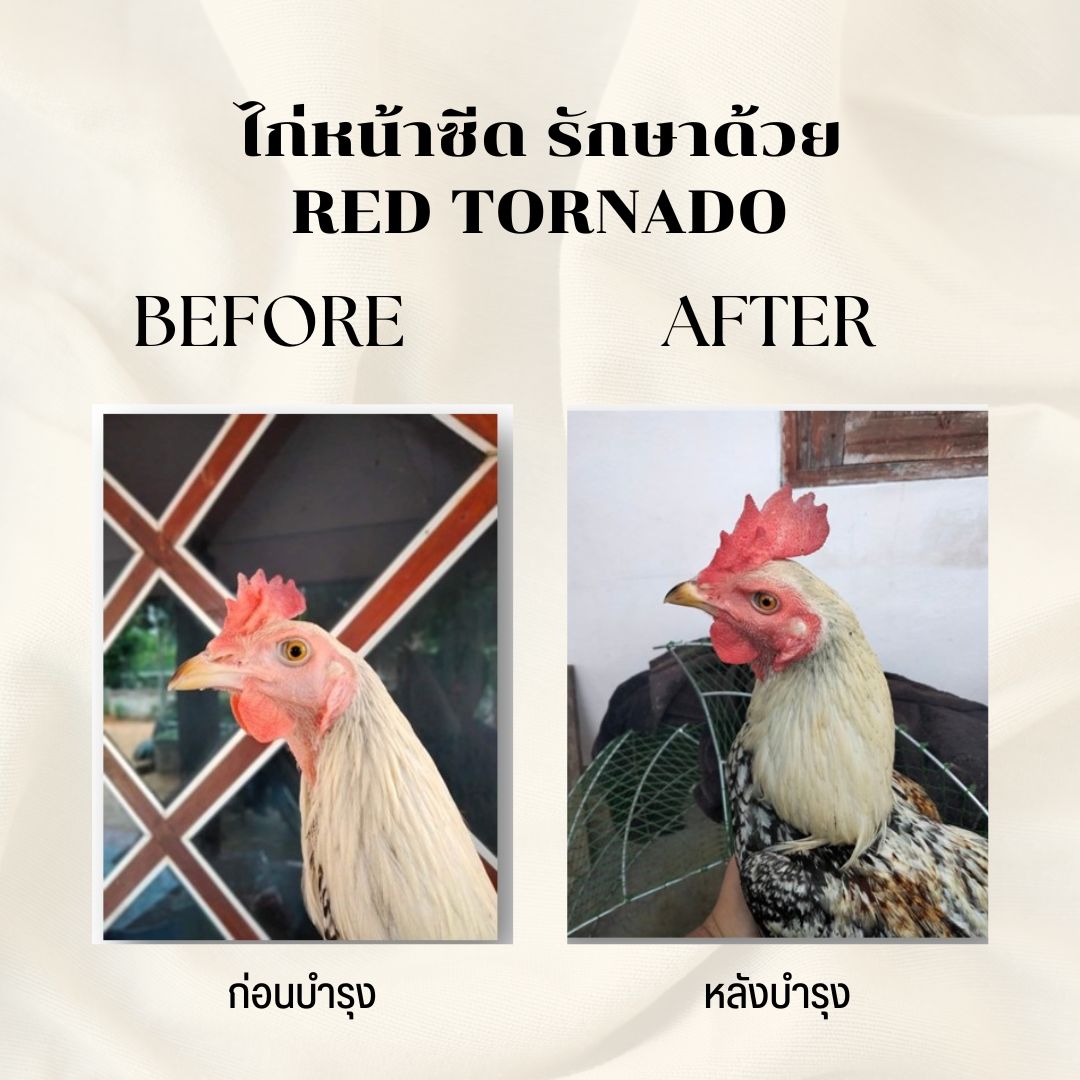 ไก่หน้าซีดรักษาอย่างไร สาเหตุไก่หน้าซีด ไม่มีแรง หน้ากลับมาแดง แรงดีไม่มีตก ยืนทน ไม่หอบ อาหารเสริมบำรุงเลือดไก่ชน Red tornado