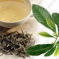 สารสกัดชาเขียว green tea เลือกขนาด 000901