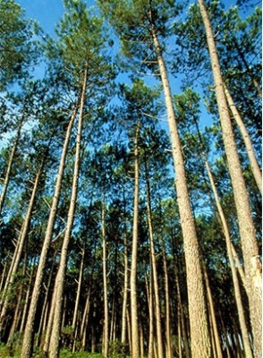 สารสกัดเปลือกสนมาริไทม์ 30g