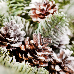 หัวน้ำหอม NG Frosted pinecones fragrance oil