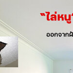 ฝ้าเพดานปิดทึบสามารถไล่หนูได้หรือไม่..?