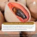 สารสกัดละมุดยักษ์ ซาโปเต้ - Mamey Sapote extract