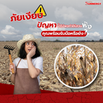 อย่าปล่อยให้น้ำไม่พอทำลายผลผลิต! ปั๊มบาดาลโซล่าเซลล์ช่วยให้สวนคุณชุ่มฉ่ำ ก่อนที่ผลกำไรจะหายไป!