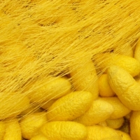 หัวน้ำหอม กลิ่นไหมทอง 1kg (สั่งล่วงหน้า 3 วันทำการ)