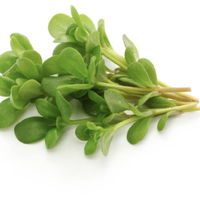 สารสกัดผักเบี้ยใหญ่ Portulaca oleracea extract 1 kg