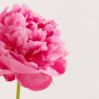 หัวน้ำหอม ดอกพีโอนี่ peony Ng 16 oz