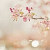 หัวน้ำหอมกลิ่น beauty blossom 1kg