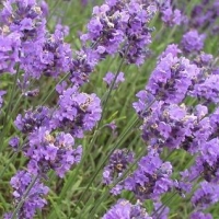 หัวน้ำหอม lavender M 1 kg