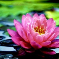 หัวน้ำหอม วิกตอเรียโลตัส Victoria lotus 1 ลิตร