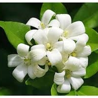 หัวน้ำหอมกลิ่นดอกแก้ว 30ml