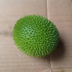 แม่พิมพ์ รูปฟักข้าว 5 ช่อง (100 g) สั่งผลิตขั้นต่ำ 2 ชิ้น IIPU