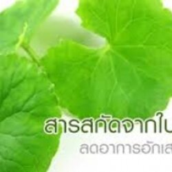 สารสกัดใบบัวบก 001334