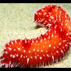 สารสกัด ปลิงทะเลสีแดง red sea cucumber extract 50 ml