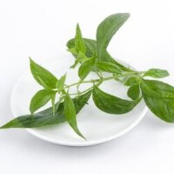 สารสกัดฟ้าทะลายโจร 003901 เลือกแบบ