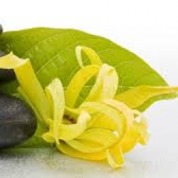 หัวน้ำหอมกลิ่น กระดังงา 002358