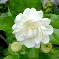 หัวน้ำหอม ดอกมะลิ 001191