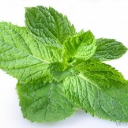 หัวน้ำหอม peppermint 001391