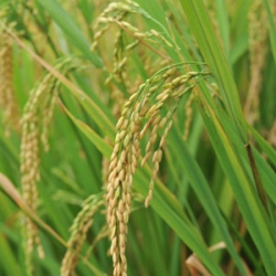 หัวน้ำหอมกลิ่นข้าว 001348