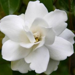 หัวน้ำหอม ดอกพุตซ้อน 000976