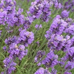 หัวน้ำหอม lavender M 001068