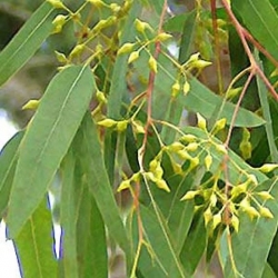 Eucalyptus Oil(100 ml)