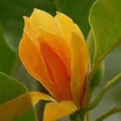 หัวน้ำหอม กลิ่นจำปา 002482