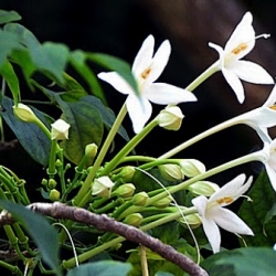 หัวน้ำหอม ดอกปีป 001231