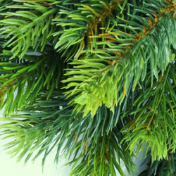 Ng หัวน้ำหอม Balsam 000415