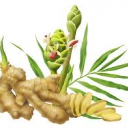 หัวน้ำหอม ไพล 002666 ไม่เร่งเทรซ / เร่งแบบรับเมือทัน