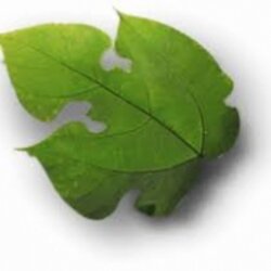 สารสกัดปอสา 003777 เลือกแบบ