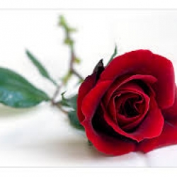 หัวน้ำหอมกลิ่น กุหลาบ Rose red 002394