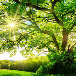 หัวน้ำหอม กลิ่น Mother Nature NG 004035