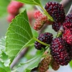 สารสกัดมัลเบอรี่ mulberry extract น้ำสีเข้ม 001078 เลือกแบบ
