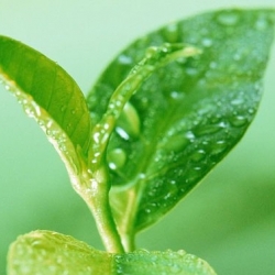 หัวน้ำหอม green tea 000863