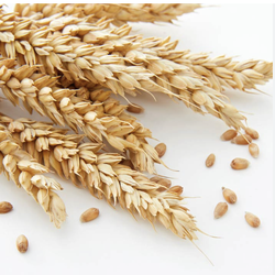 Hydrolyzed Wheat 100ml โปรตีนสกัดข้าวสาลี 005708-L