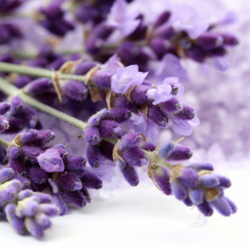 สารสกัด ลาเวนเดอร์ เลือกขนาด 003532