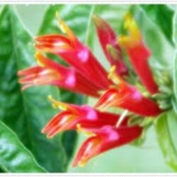 สารสกัดใบพญายอ 001800 เลือกแบบ