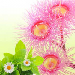 NG หัวน้ำหอมNG EUCALYPTUS & SPEARMINT 0003920