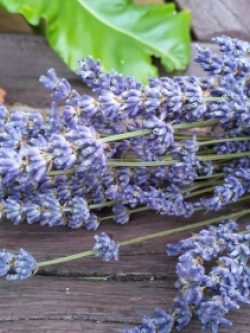 ผงลาเวนเดอร์ 30 g