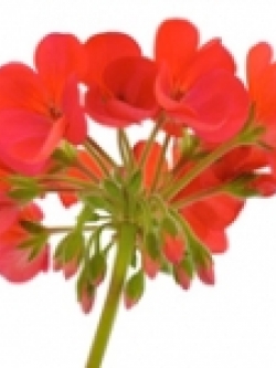 หัวน้ำหอม Geranium 000350 ไม่เร่งเทรซ