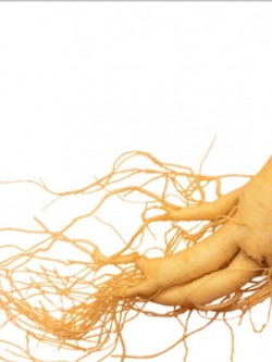 หัวน้ำหอมรากโสมเกาหลี original 002377