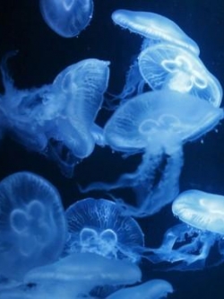 สารสกัดแมงกระพรุน jellyfish extract 50ml