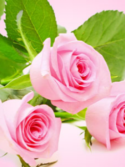 NG หัวน้ำหอม Fresh Cut Roses Fragrance Oil 000403